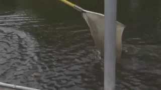 Electrofishing Content