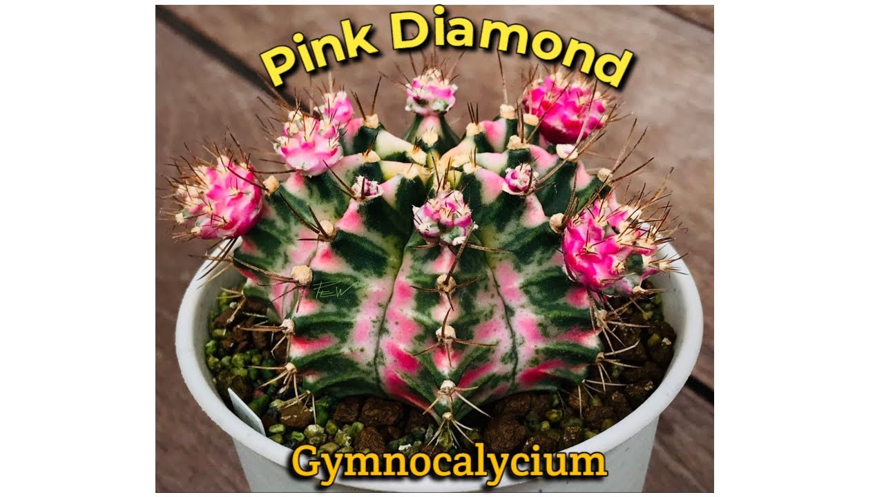 Gymnocalycium Pink Diamond