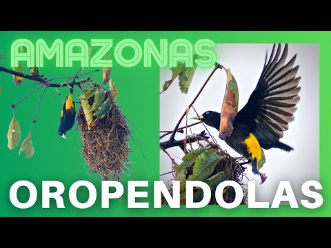 Video: ¿En qué tipo de árboles anidan los oropéndolas?