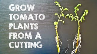 Grow Tomato Plant in Water from a Cutting | Propagate and Root Tomatoes