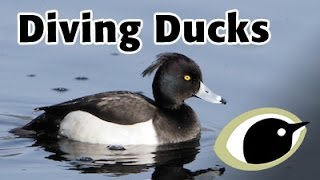 BTO Bird ID  Diving Ducks