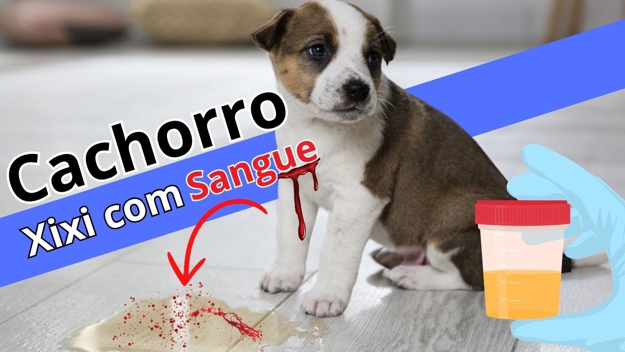 CACHORRO urinando sangue. CAUSAS E TRATAMENTO. - YouTube