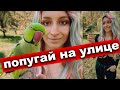 Лысый ПОПУГАЙ НА УЛИЦЕ 🆘Сломал крыло ожереловый попугай?