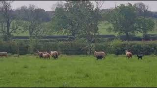Download Lagu Manx Hogget Ewes \u0026 Lambs (1.2) - May 2024 MP3