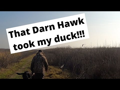 Video: Hawk դառն
