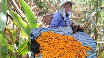 Mus sau pob kws los cia thiaj tau pub qaib os ntuj #1