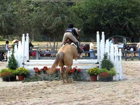 SOLD - She Dashes (Dixie) - 2'9" Hunter Round
