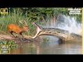 Wild Life Amazon Jungle Discovery Channel Snake Video Biggest Anaconda Survival