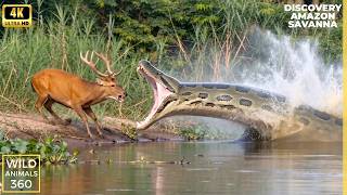 Wild Life Amazon Jungle Discovery Channel Snake Video Biggest Anaconda Survival screenshot 4