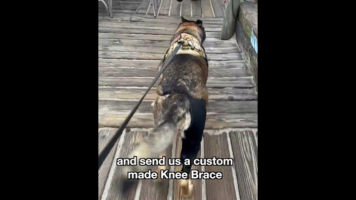 Dog Dorka's ACL Tear Story (+ RECOVERY)