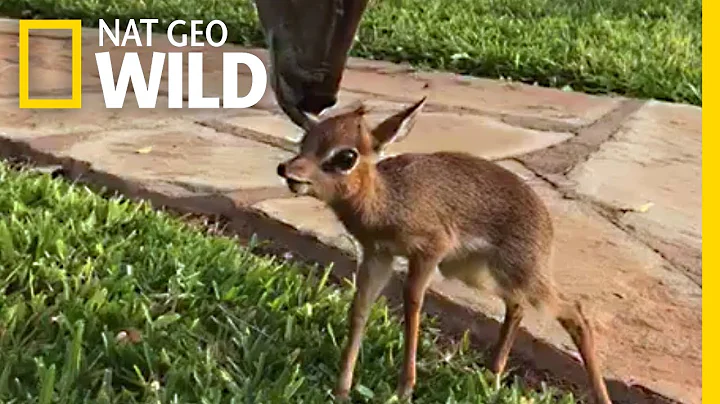 Tiny Rescued Antelope Makes an Unlikely Friend | Nat Geo Wild