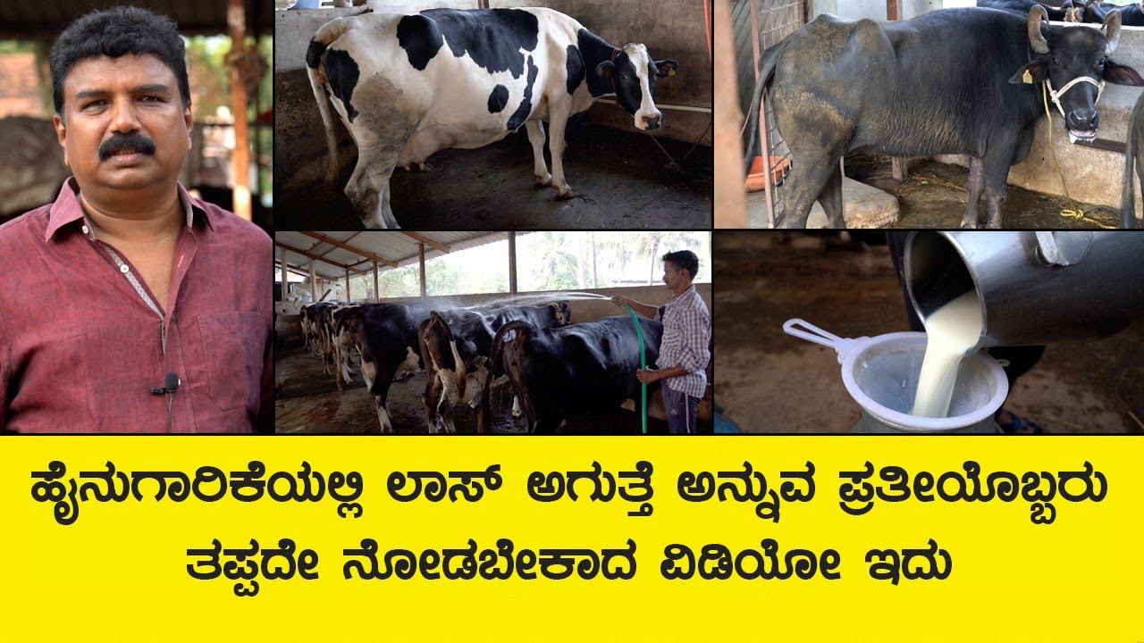 ಹೈನುಗಾರಿಕೆಯಿಂದ ವರ್ಷಕ್ಕೆ 50 ಲಕ್ಷ ಆದಾಯ ಗಳಿಸುತ್ತಿರುವ ಯಶಸ್ವೀ ರೈತ