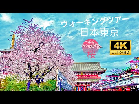 日本東京の桜ウォーキングツアー   4K