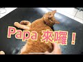 Papa 撒嬌 🥰