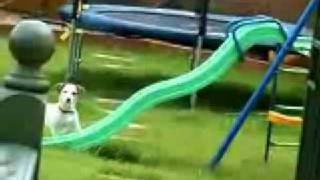 Dog determined to get up slide,,