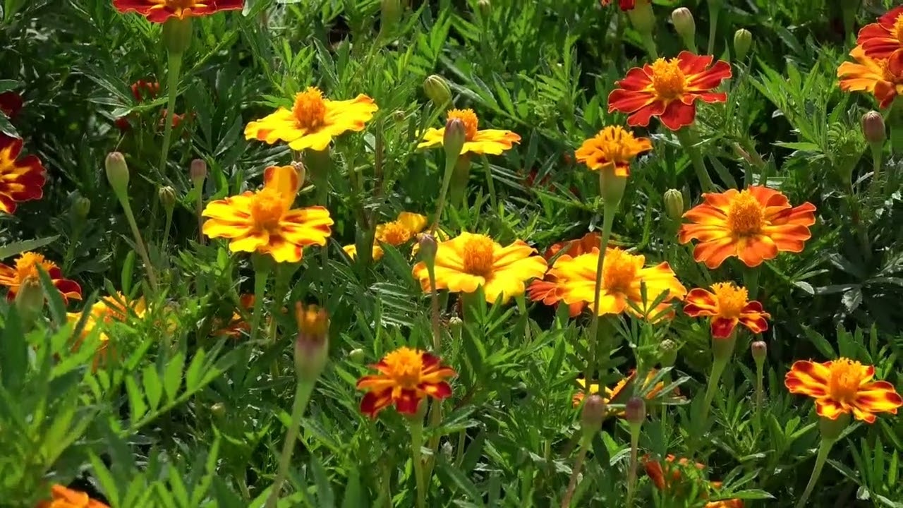 風に揺れる花々