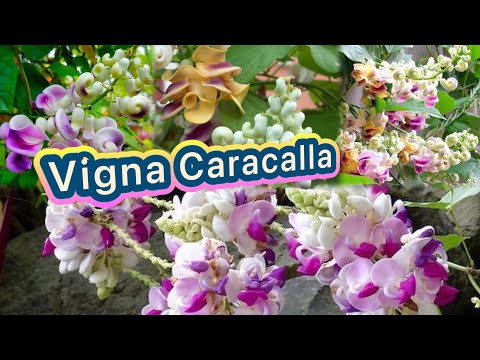 Video: Snail Vine Care – Vigna Caracalla tiguviinapuu kasvatamise teave