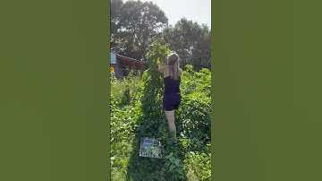 Trellis Treasures: Harvesting Pole Beans in a Florida Cottage Garden #floridagarden #homesteading