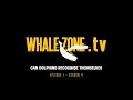 Can dolphins recognise themselves  whalezonetv s4e1