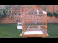 Custom Built Wooden Bird Cage Custom Built Wooden Bird Cage