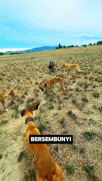Taktik Anjing Pemburu Ketika Musuh Bersembunyi