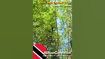TRINI BLACK BIRD Talking to Me Trinidad and Tobago JBManCave.com #Shorts