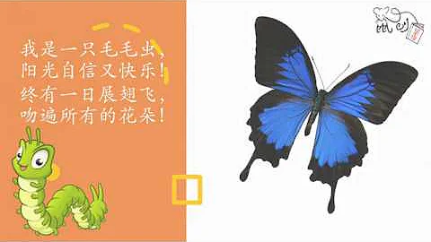 《破繭成蝶》 A Remarkable Transformation from Caterpillar to Butterfly 中文/華文/漢語 幼兒有聲繪本故事 Mandarin Story - 天天要聞