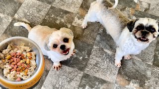 Feeding The Shih Tzus by Our Furry Tribe 130 views 1 month ago 1 minute, 51 seconds