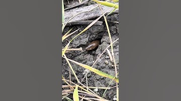 Câu lươn quá đơn giản tại đầm dừa! #shorts