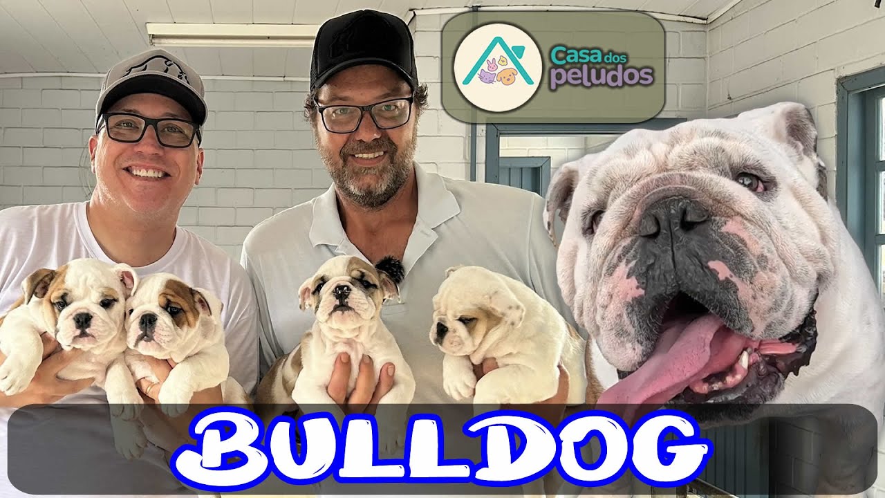O BULLDOG PERFEITO EXISTE? Criador Revela TUDO sobre Essa Raça Incrível!