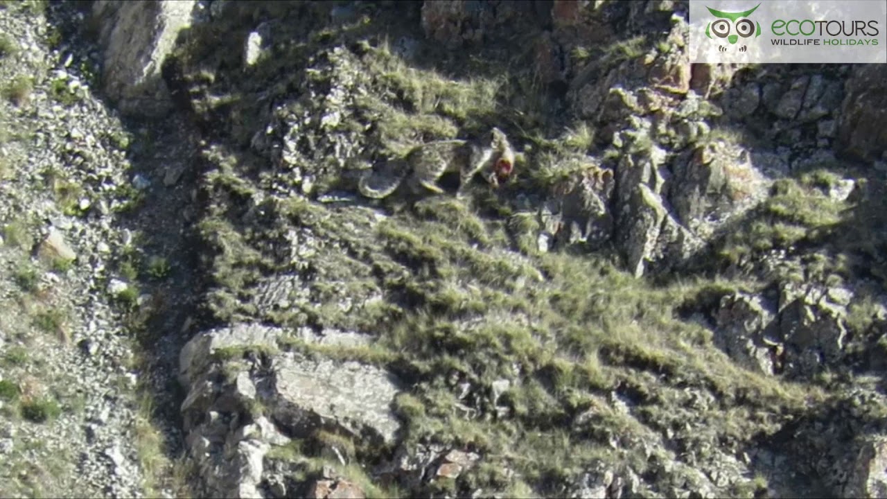 Snow Leopard hunting in Mongolia