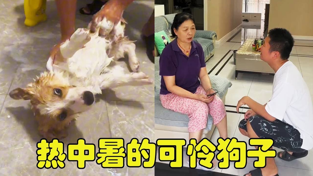 老妈嫌弃小狗直接扔外面，40度的天差点热中暑！跪求老妈开空调【勋勋】