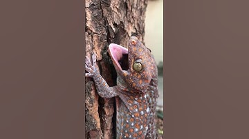 Con tắc kè, tắc kè hung dữ #shorts #tắc_kè #badut #gecko #tokek #animals #cucutv #short #bebek #ikan