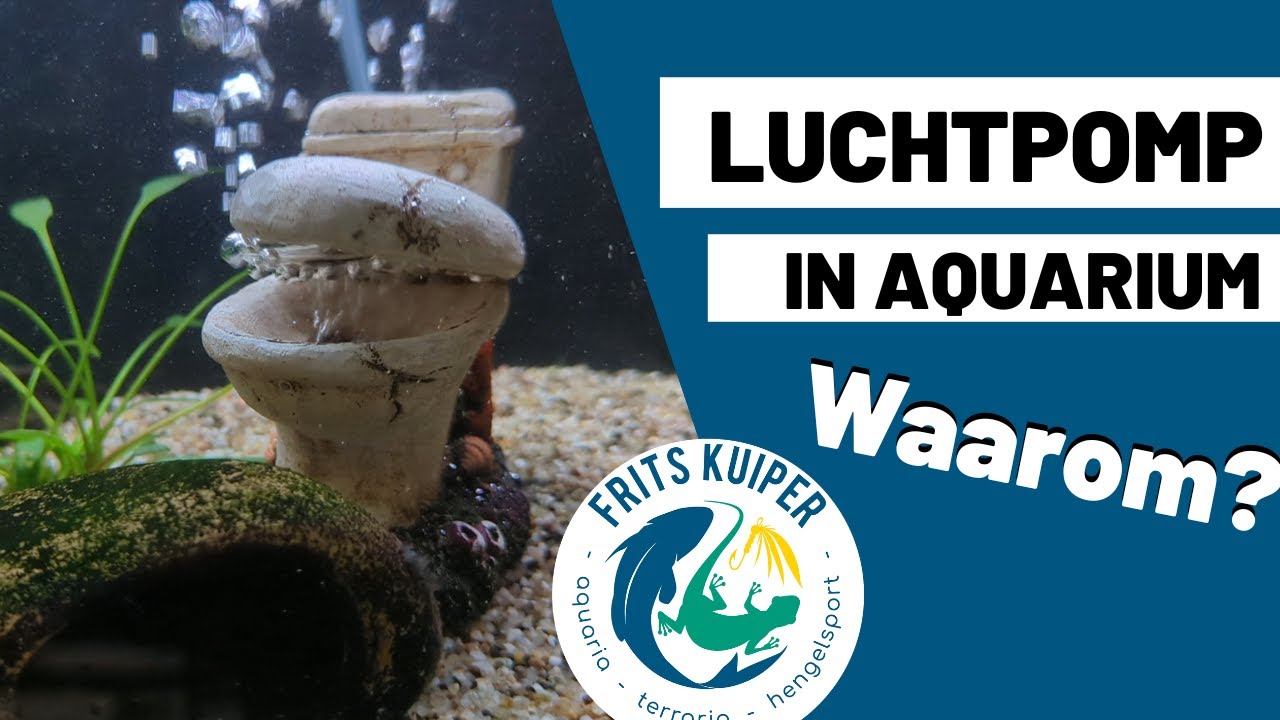 Luchtpomp aquarium