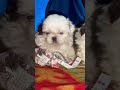 LOVE BIRD 🥰 SHIH TZU PAIR | 45 DAYS OLD | Cute Puppies | @Petzz_world #shorts #viralvideo