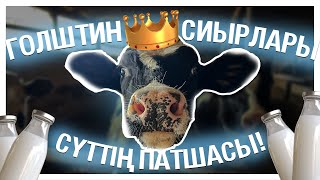 Эксклюзив! Сүтті ірі қара - отбасылық бизнес | Адамның бойындай сиыр | Сауу кәсібінің қыр-сыры