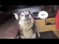 Husky finds out why he was taken to the Vets!