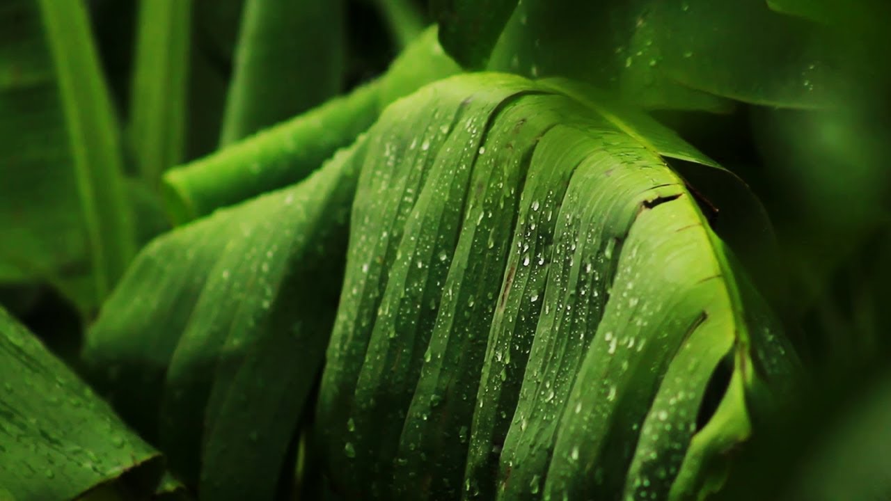 Relaxing Sound of Rain and Wind in Forest 1 Hour | Deep Relaxation ...