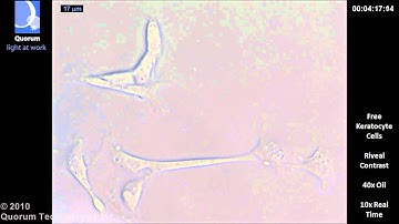 Riveal - Keratocyte Multi Cell