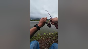 ngày nào cũng được cá như này là vui lắm rồi hé hé #giadinhnhagiao#giaothichcauca #nhaihoivitbauGT1