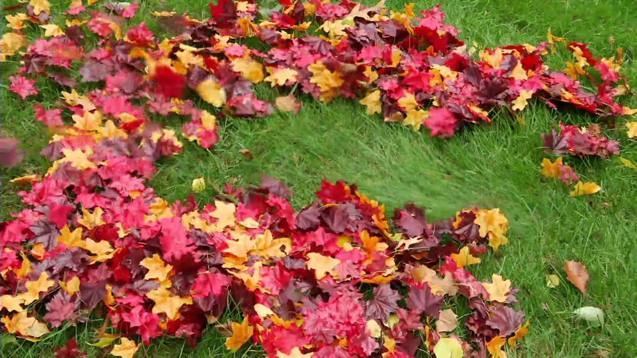 Sun Joe All Purpose 10-Amp Electric Blower with Variable Speed on QVC