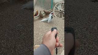 Pheasant Voice | Pheasant call screenshot 4