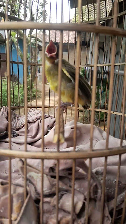 kutilang emas Anakan