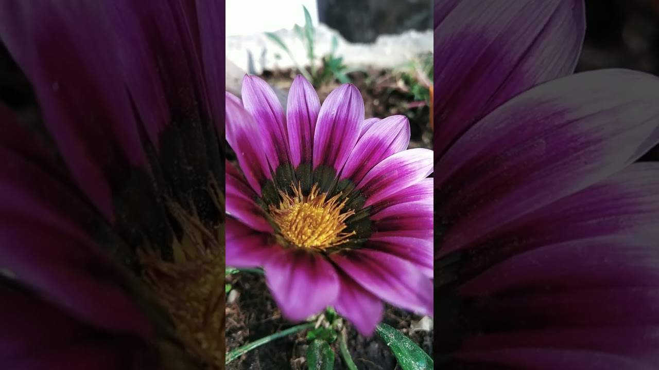 Purple Treasure Flower | Gazania Rigens | 
