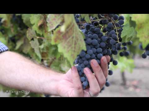 When to Pick Grapes: Grape Sampling and Sugar Testing for Jordan Winery | Winemaking Process Videos