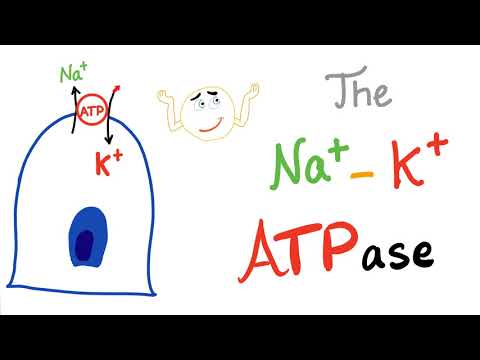 The Sodium Potassium NaK ATPase Pump  Active Transport