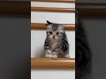 Eine Katze, die die Treppe hinaufgeht 3 #cat #kitten #shorts