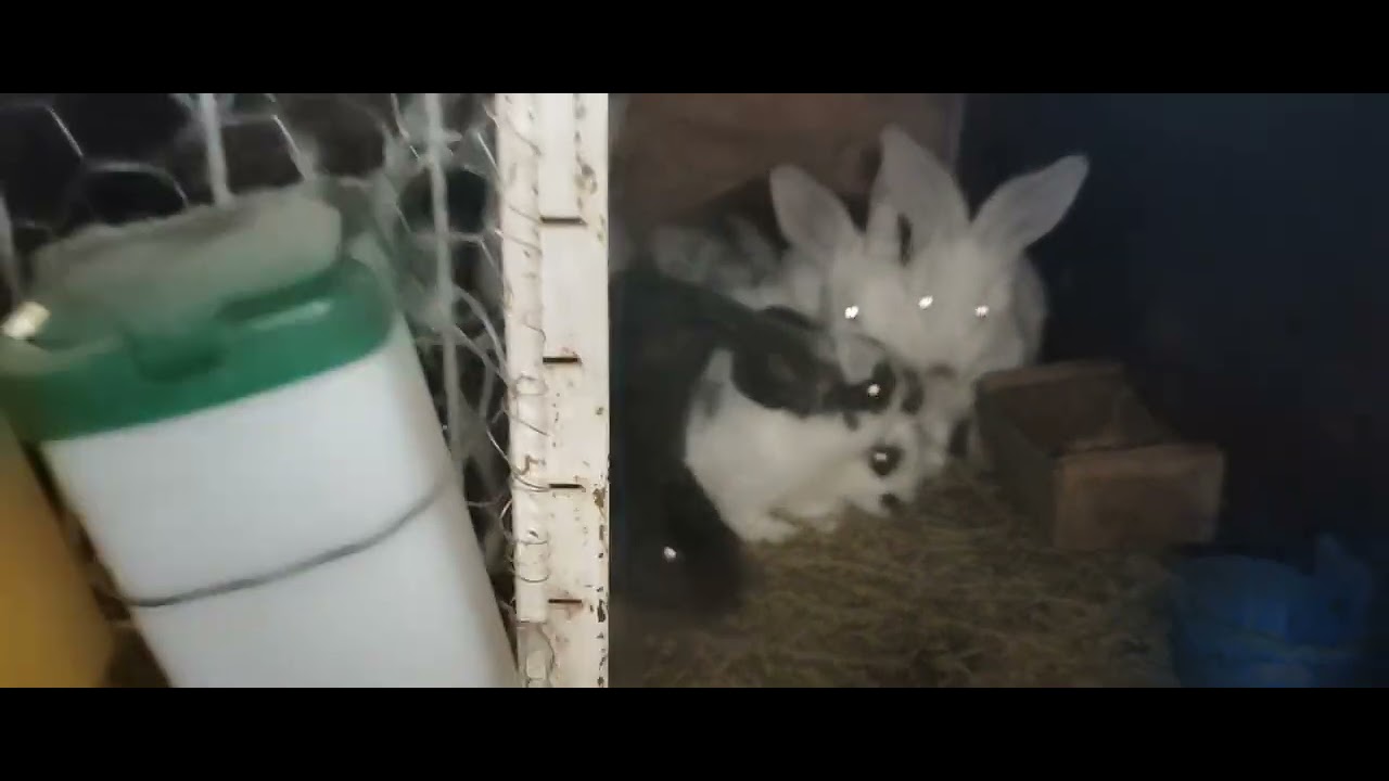 Sfârșit de an cu Achiziție de Iepure