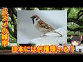 【ゆっくり解説】日本にはスズメは何種類いる?その興味深い生態とは!?