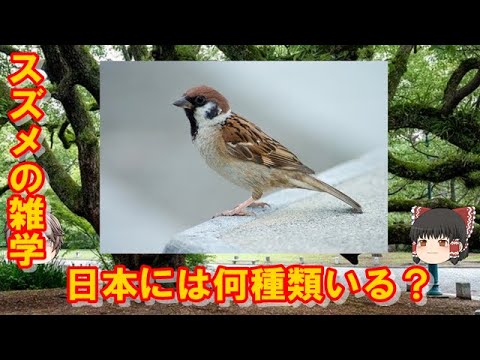 【中古】雪国のスズメ (自然に生きる) ゆっくり解説】日本にはスズメは何種類いる？その興味深い生態とは